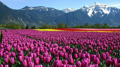 園藝療法在植物景觀設(shè)計中的應用意義